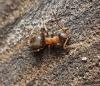 Lasius emarginatus